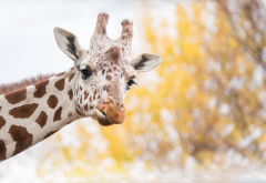 giraffe, animals, fun wallpaper