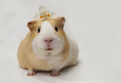 guinea pig, animals, flower wallpaper