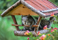 squirrel, feeder, house, animals wallpaper