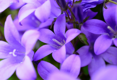 bells, flowers, purple, nature wallpaper