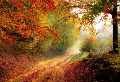 nature, tree, road, autumn, fog, leaf wallpaper