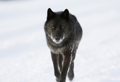 winter, wolf, canada, animals, black wolf, snow wallpaper