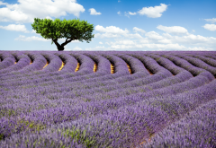 lavender, lonely tree, flowers, clouds, nature, field wallpaper