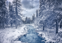 forest, river, canada, quebec, tree, snow wallpaper