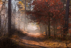 autumn, forest, fog, road, leaf, nature wallpaper