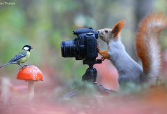 squirrel, chickadee, camera, forest, bird, animals, mushroom wallpaper