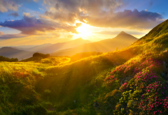 rhododendron, flowers, nature, mountains, sunset, clouds wallpaper