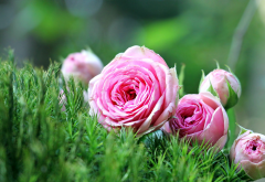 pink roses, roses, grass, flowers, nature wallpaper