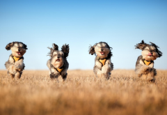 dog, field, running, animals, pups racing wallpaper