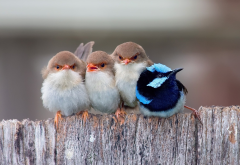 birds, chicks, fence, blue bird, animals wallpaper