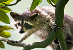 raccoon, branch, muzzle, animals wallpaper