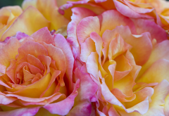 bouquet, roses, delicate, apricot color, flower, nature wallpaper