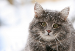 cat, snow, eyes, winter, animals wallpaper