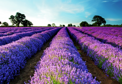 sky, field, lavender, nature, flowers wallpaper