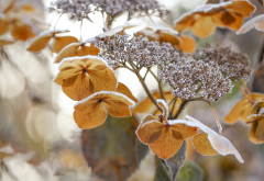hydrangea, flowers, winter, frost, nature wallpaper
