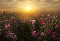field, flowers, kosmeya, cosmos, sunset, summer, nature wallpaper