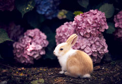 hydrangea, rabbit, baby, flowers, animals wallpaper