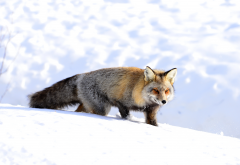 fox, nature, winter, snow, animals wallpaper