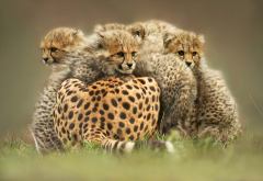 animals, cheetah, kittens, wild cats wallpaper