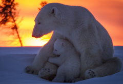 polar bear, bear, winter, snow, sunset, animals wallpaper