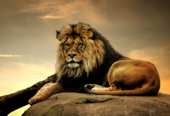 lion, predator, king of beasts, animals wallpaper