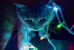 cat, holidays, christmas, new year, animals, garland wallpaper