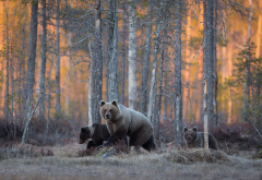 bear, wood, bear cubs, brown bears, animas, forest wallpaper