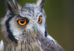 owl, bird, eyes, beak, predator, wild animals wallpaper
