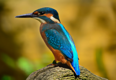 feathers, nature, bird, kingfisher, blue feathers, animals wallpaper