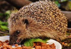 hedgehog, animals, food wallpaper