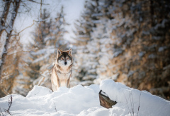 animals, predator, wolf, forest, winter, snow wallpaper