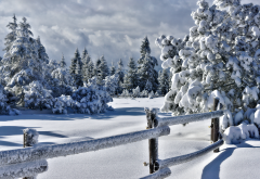 winter, trees, snow, frost, fence, nature wallpaper