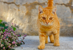 red cat, cat, flowers, animals, yellow eyes wallpaper
