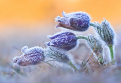 wildlife, photo, flowers, frost, spring, nature wallpaper