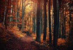 nature, forest, path, fall, landscape, leaves, trees, shrubs, sunlight, fairy tale wallpaper