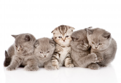cat, kitten, animals, five kittens wallpaper