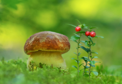 greens, berry, mushroom, nature wallpaper