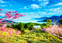 flowers, spring, tree, taiwan, sakura, mountains wallpaper