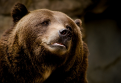 bera, brown bear, animals wallpaper