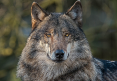 gray wolf, animals, wolf wallpaper