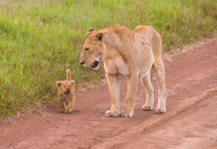 lion cub, lioness, wild cats, animals wallpaper