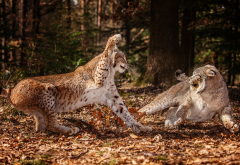 lynx, forest, leaves, fight, autumn, animals, wild cats wallpaper