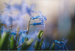 spring, macro, blue flowers, flowers, nature wallpaper