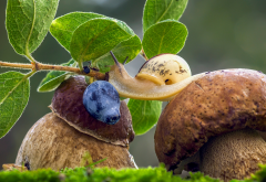mushroom, nature, boletus, snail, leaves, berry, blueberry, macro wallpaper