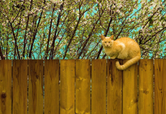 cat, red, fence, flowers, bloom, spring, animals wallpaper