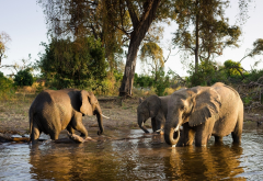 elephant, animals, watering-place, watering, family wallpaper