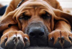 bloodhound, dog, photo, dream, sleeping, animals wallpaper