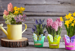 watering can, daffodil, hyacinth, muscari, crocuses, spring, bucket, flowers, nature wallpaper