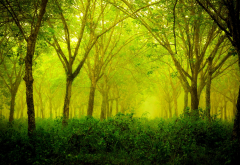 forest, green, nature, landscape, trees wallpaper