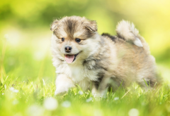 walk, puppy, grass, dog wallpaper